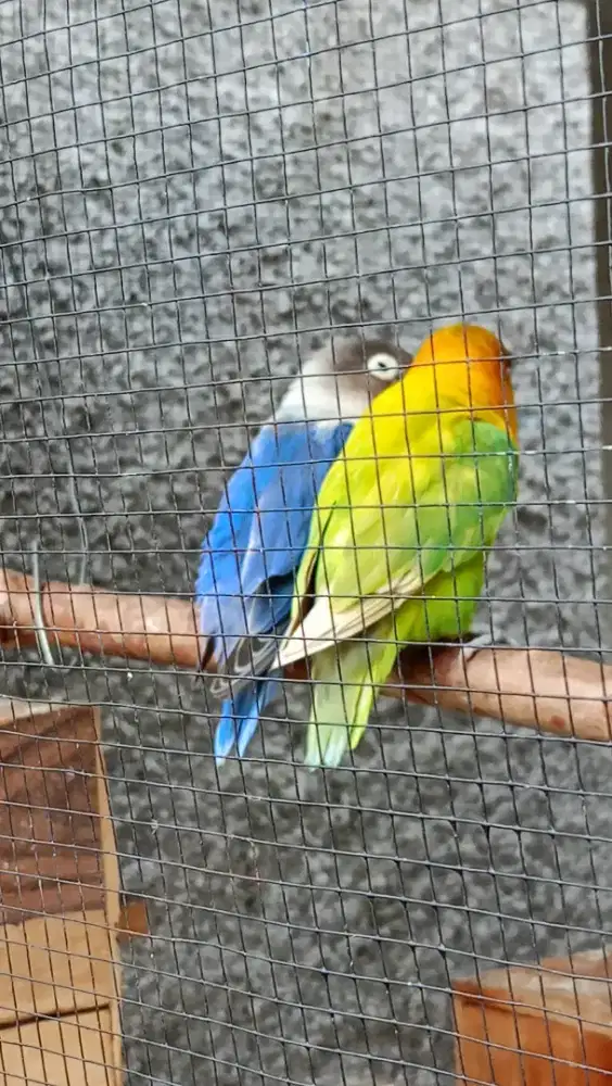 Burung Lovebird