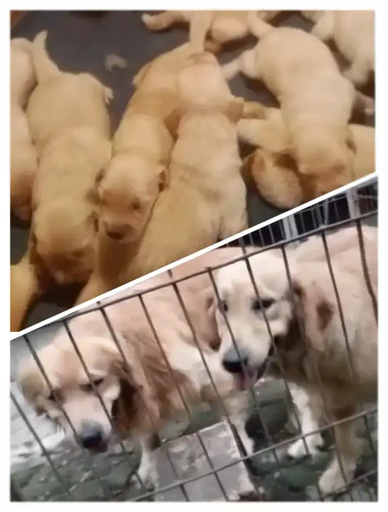 Golden Retriever Murah Bagus Stb Vaksin