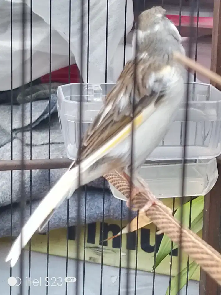 F1 Rasmi warna idaman panda