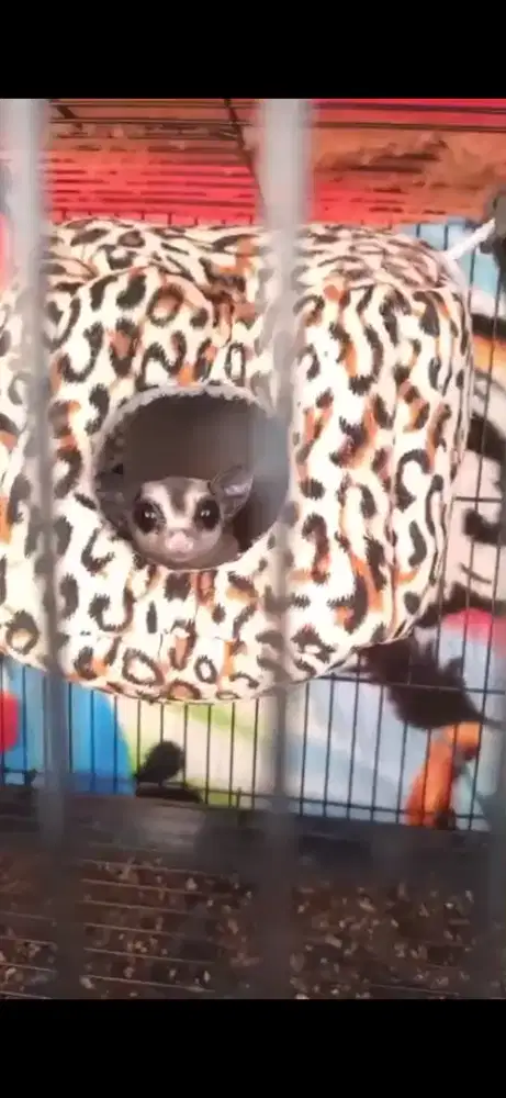 Sugar Glider Sepasang