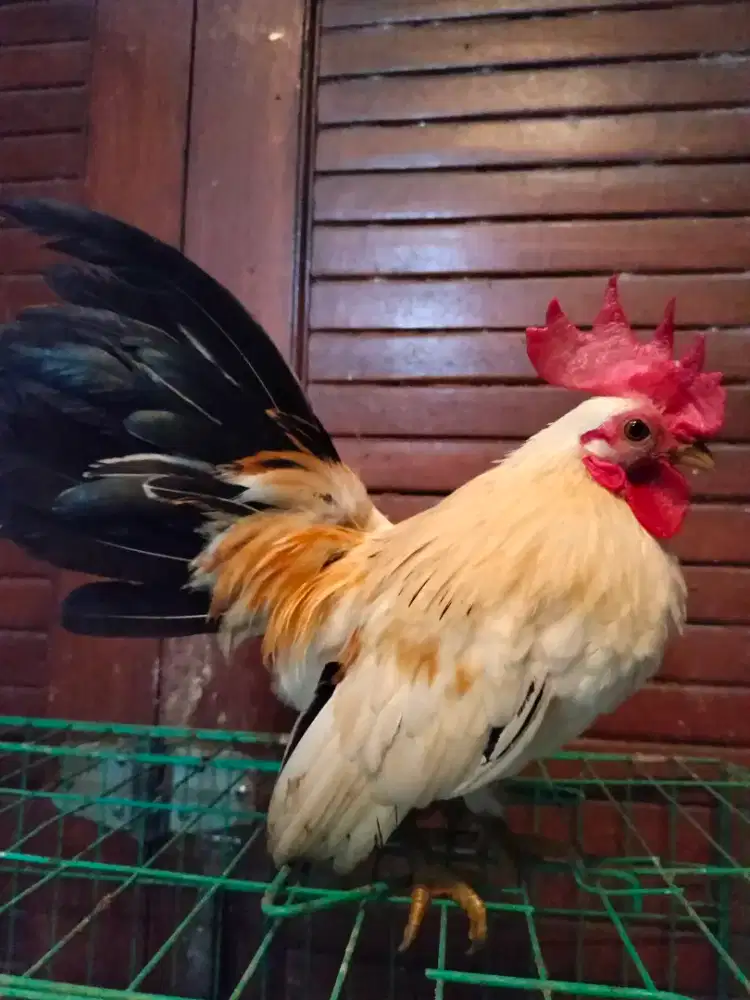 Ayam Kate Serama Jantan