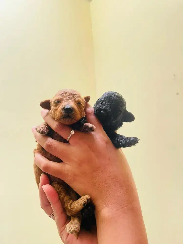 Anjing / anak anjing / anjing poodle / anjing kecil / anjing lucu