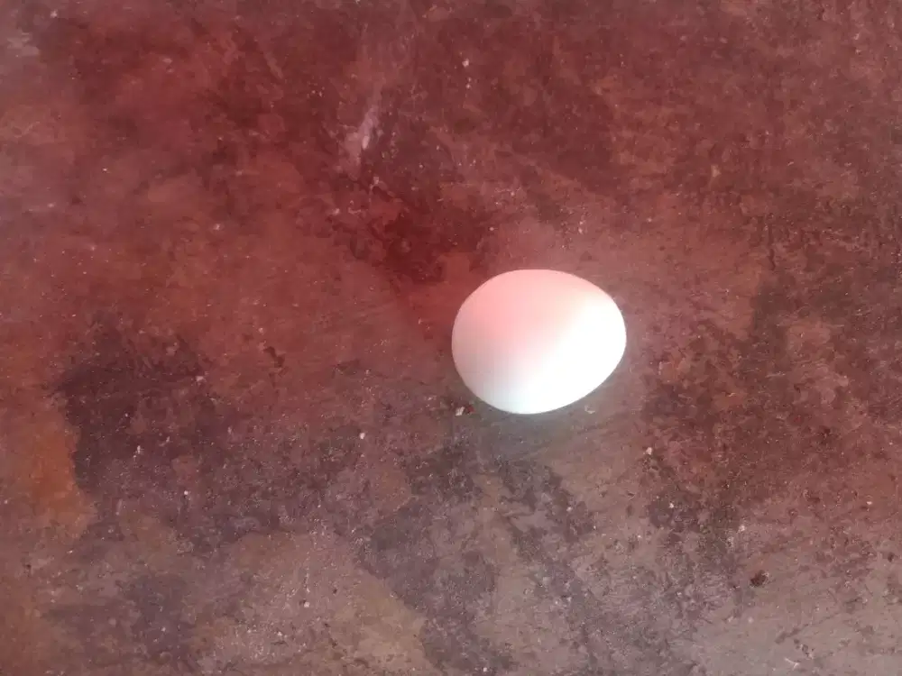 Batu mustika kentos kelapa