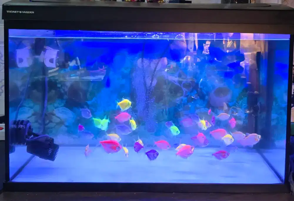 Aquarium import ukuran 60cmx30cm Siap pakai