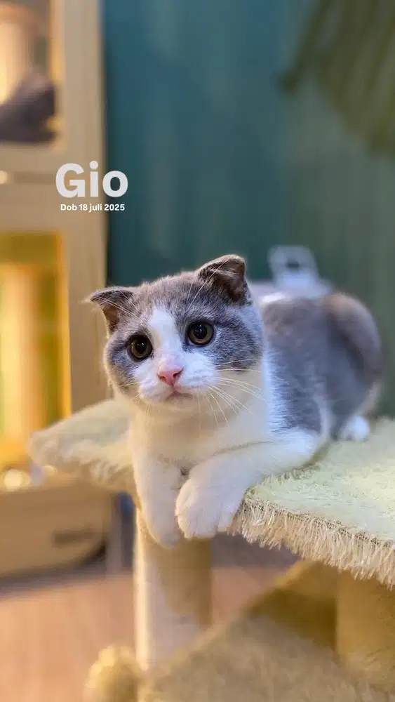 SCOTTISH X BSH (single fold)