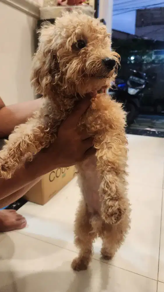 Di jual anjing puddle