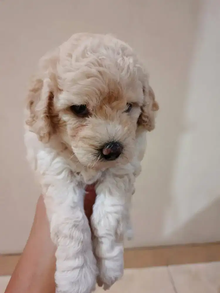 poodle betina party fawn