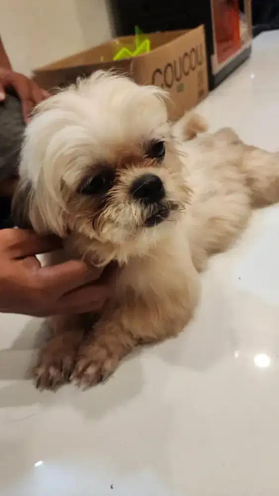 Di jual anjing switsue