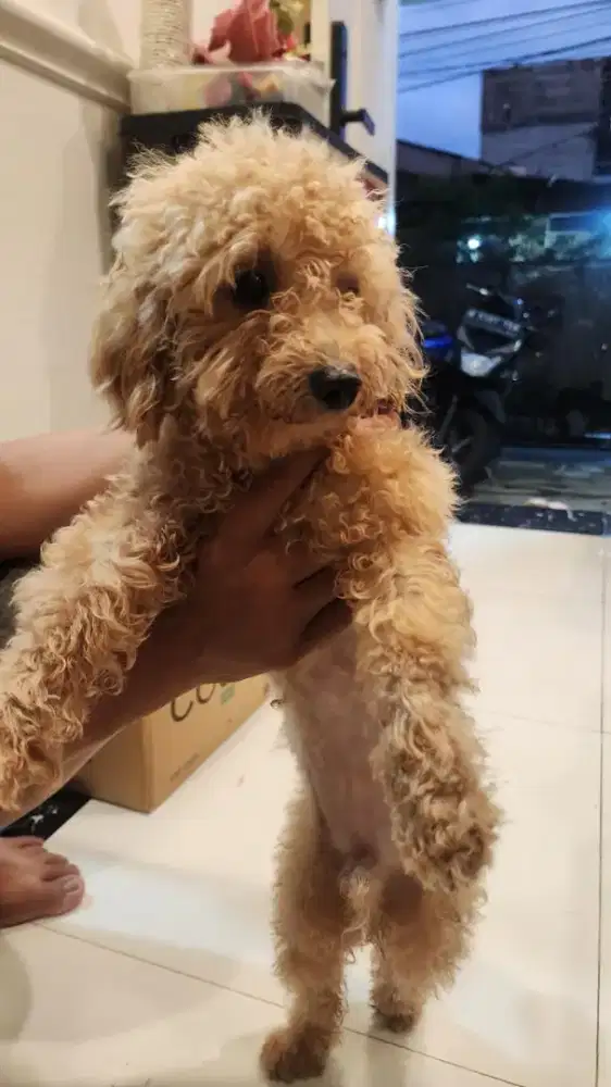 Jual anjing poodle