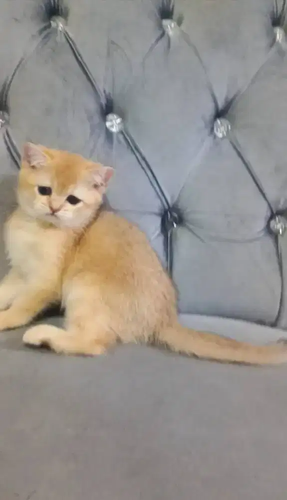 Anak emas british shorthair Golden NY12