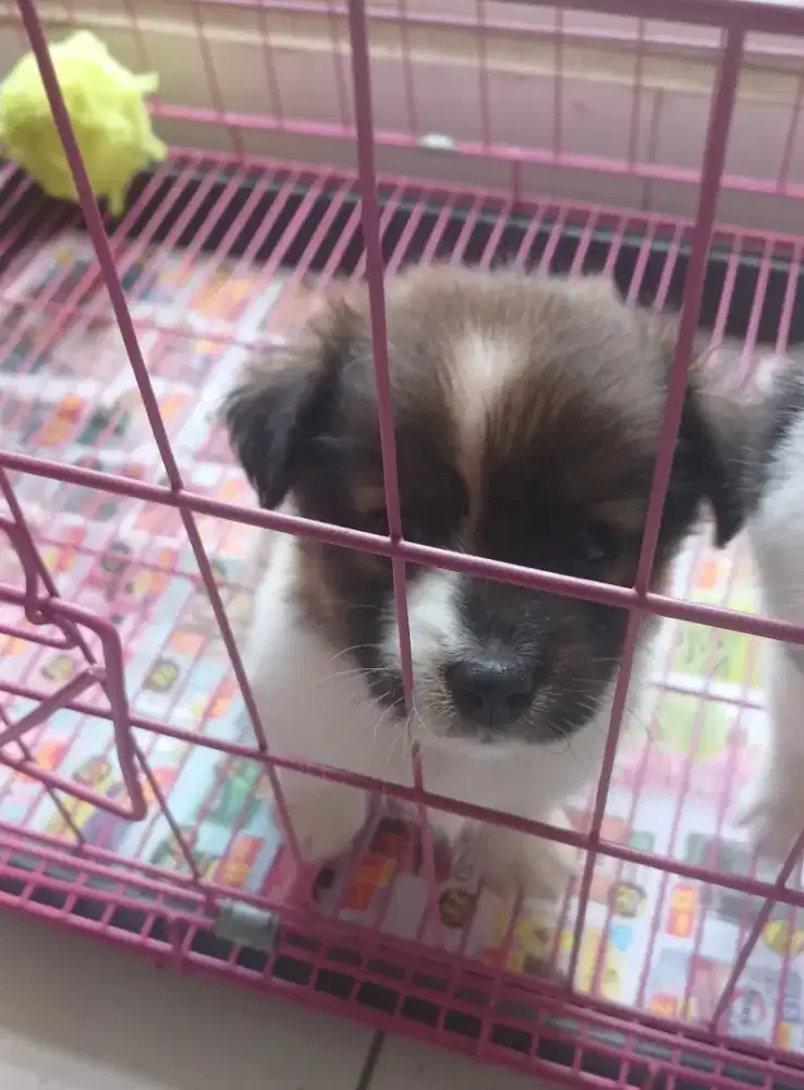 Jual anak anjing lucu