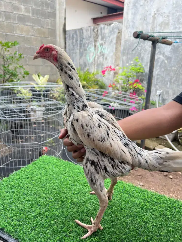 JUAL INDUK AYAM JUMBO