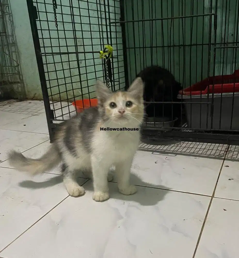 Kucing persia medium betina calico 4 bulan