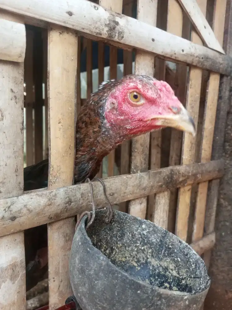 Ayam bangkok 4 bulan, jantan