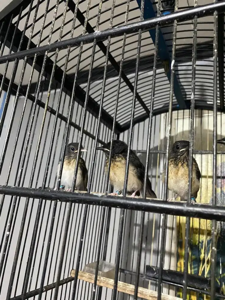 Murai trotol paruh putih trah split dan panjang