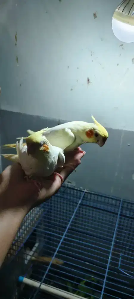 Sepasang falk lutino jinak