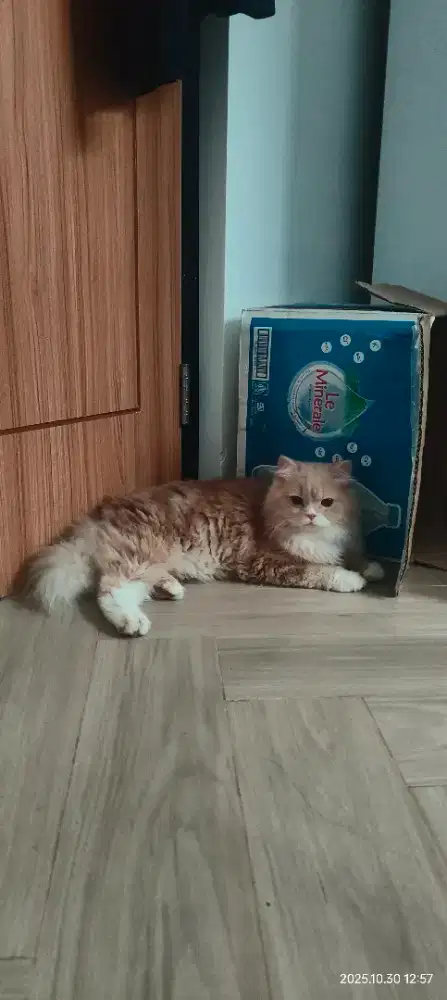 Kucing Jantan Persia Scottish