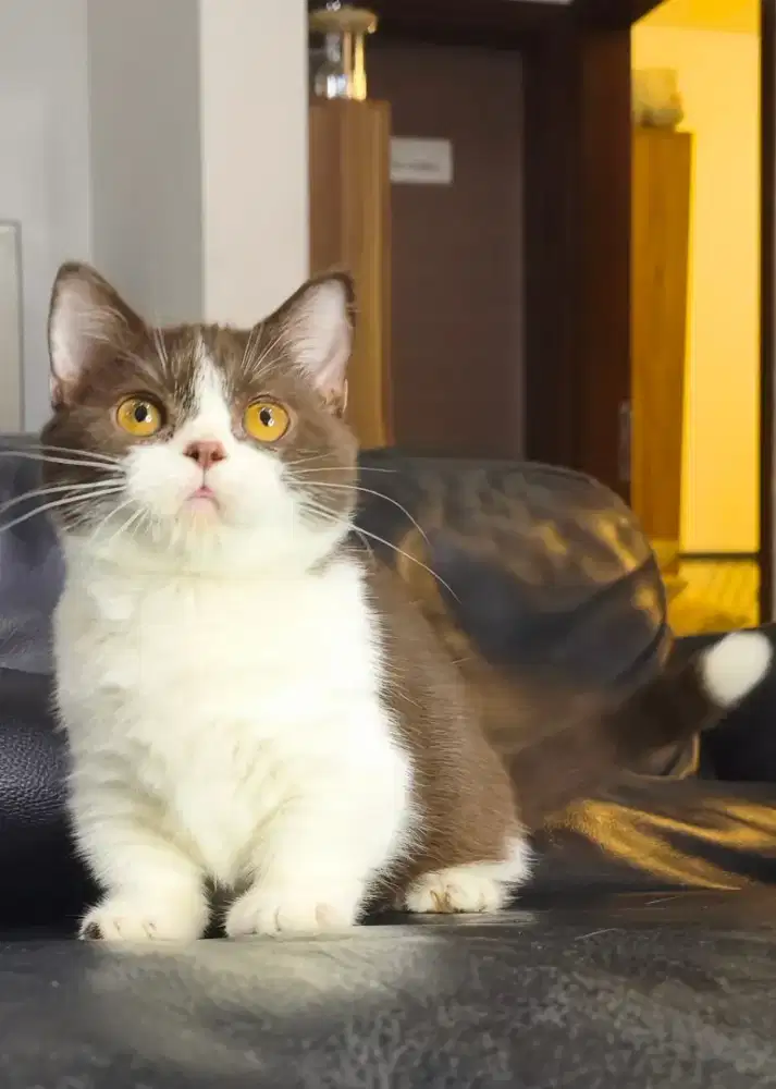 Munchkin British shorthair cinnamon/ choco