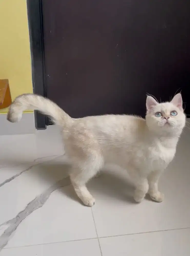 Kucing British Shorthair Golden point