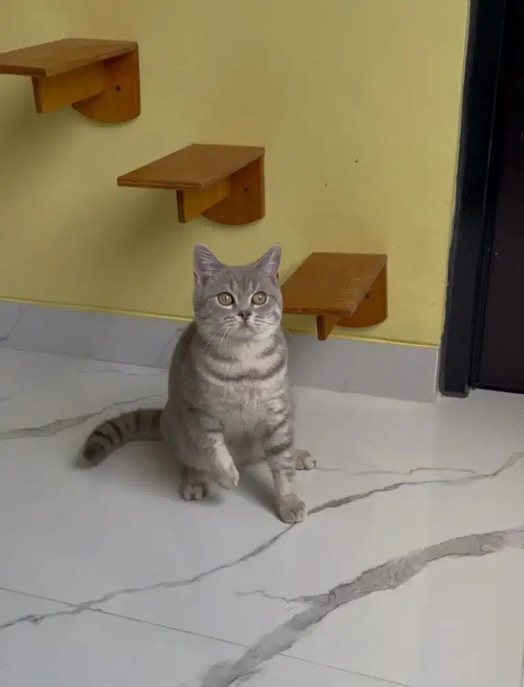 Kucing British Shorthair Jantan Golden blue