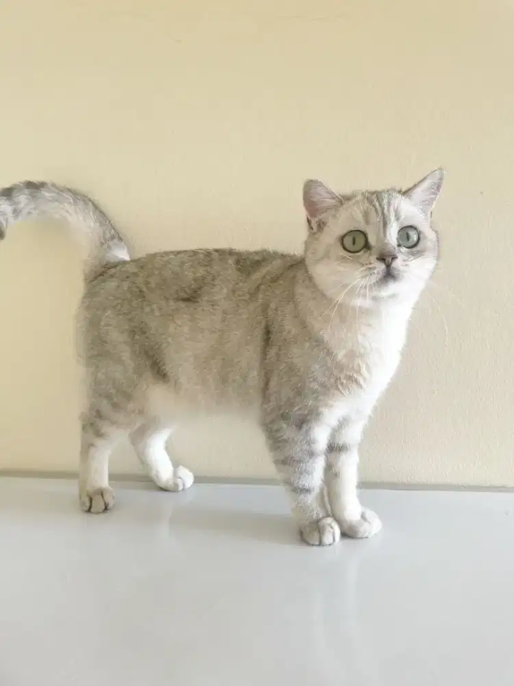 Kucing British Shorthair Silver Betina