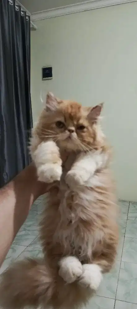 Lepas Adopsi Cepat Sepasang Peaknose Long Hair