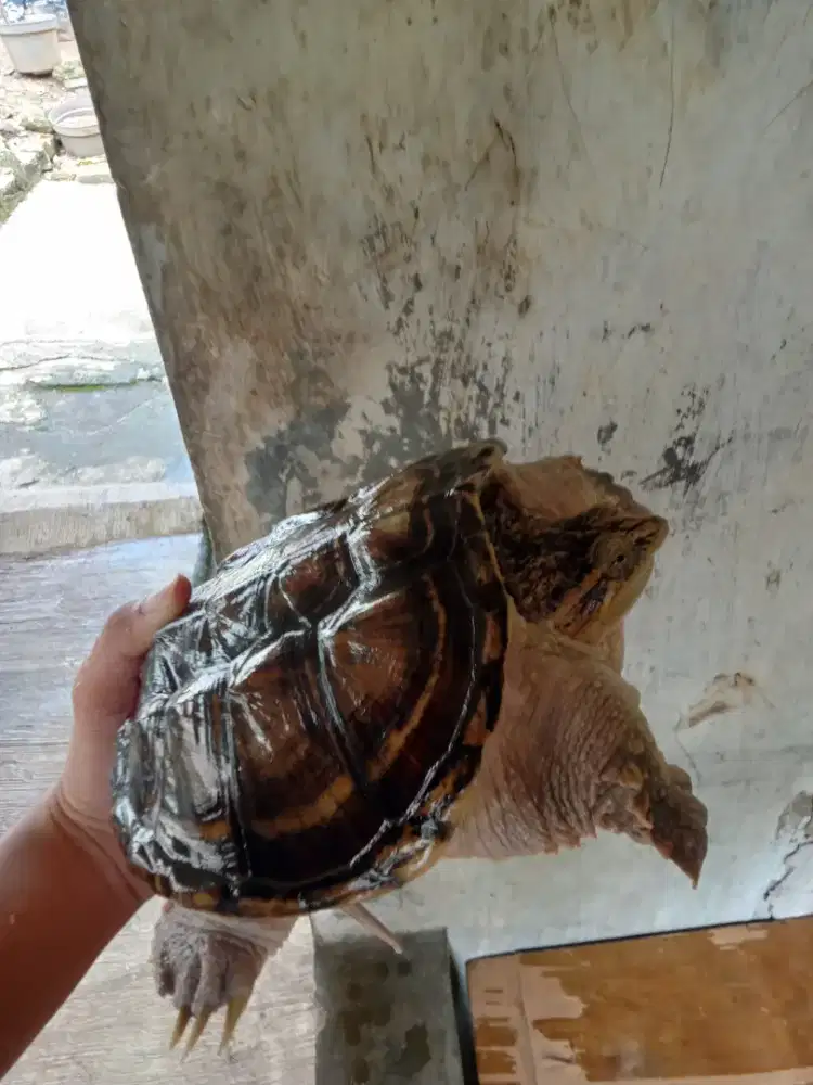 Kura kura cst(common snaping turtle) sz 18-19cm