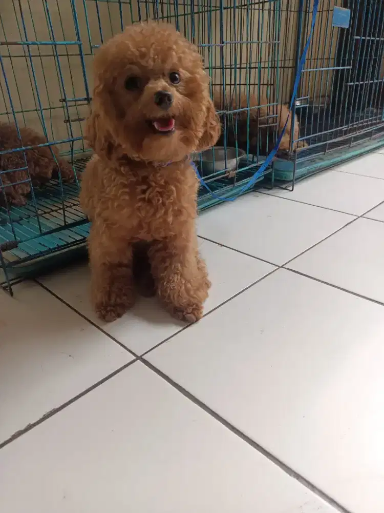 Poodle kecill bangt lucu
