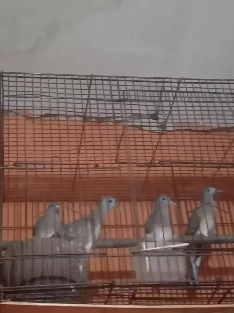 Perkutut Bangkok asli borongan