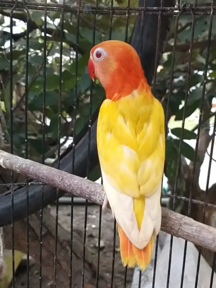 Lovebird biola lutino MM