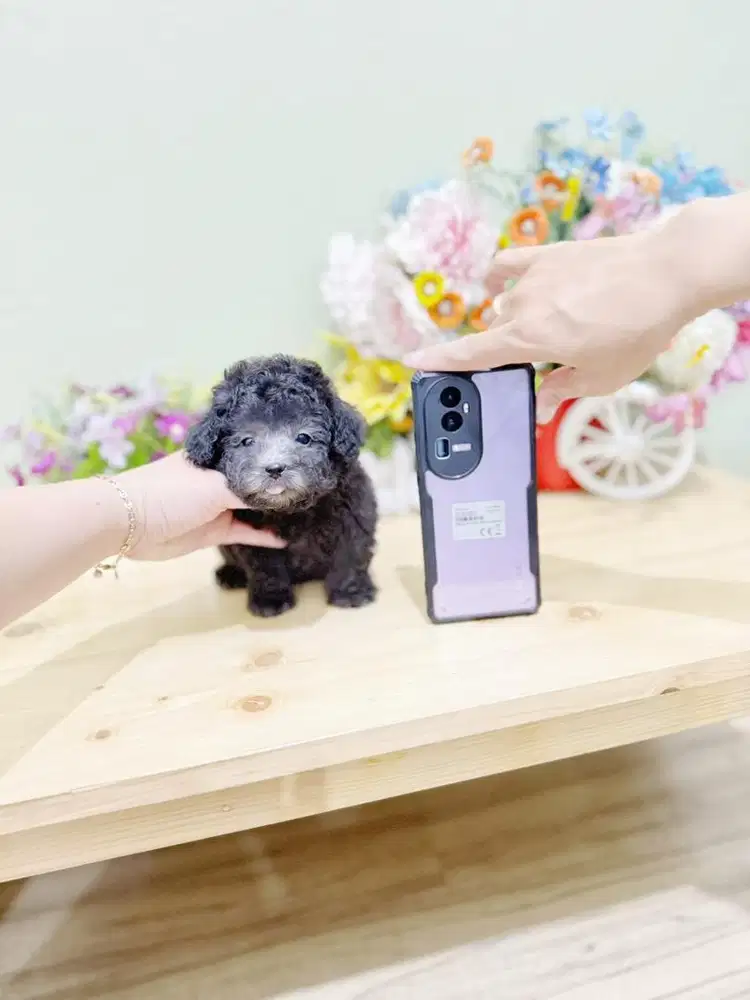 Teacup tiny silver poodle super cute face female size kecil bulu tebal