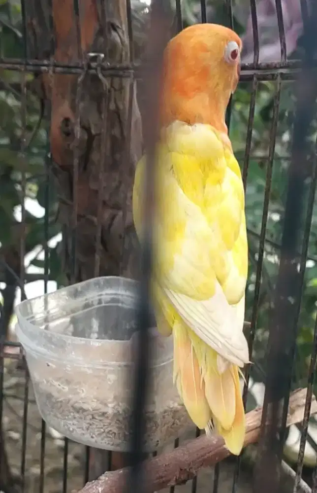 Biola lutino MM jemburis