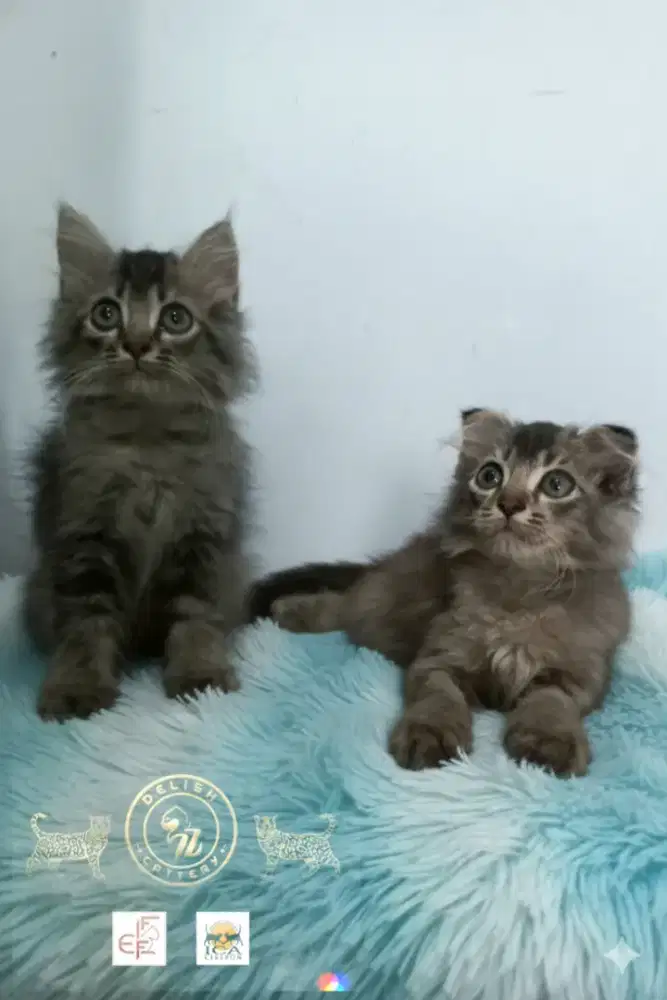 Scottish longhair & straight longhair