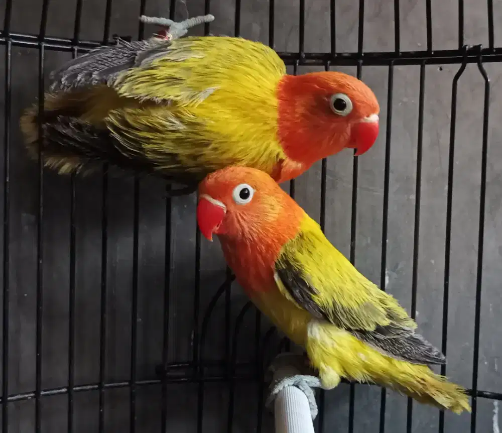 Burung Lovebird love bird Biola Euwing Gold siapan burja