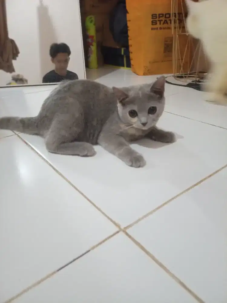Kucing BSH (British Short Hair) Betina (Nego)