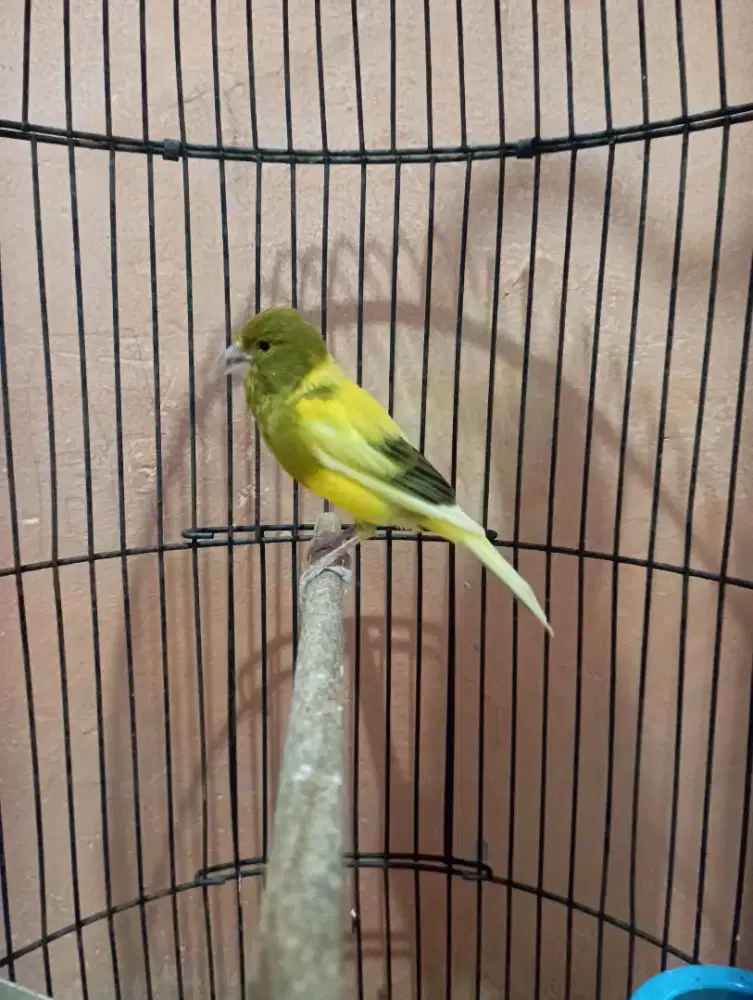 Burung kenari gacor bon simetris