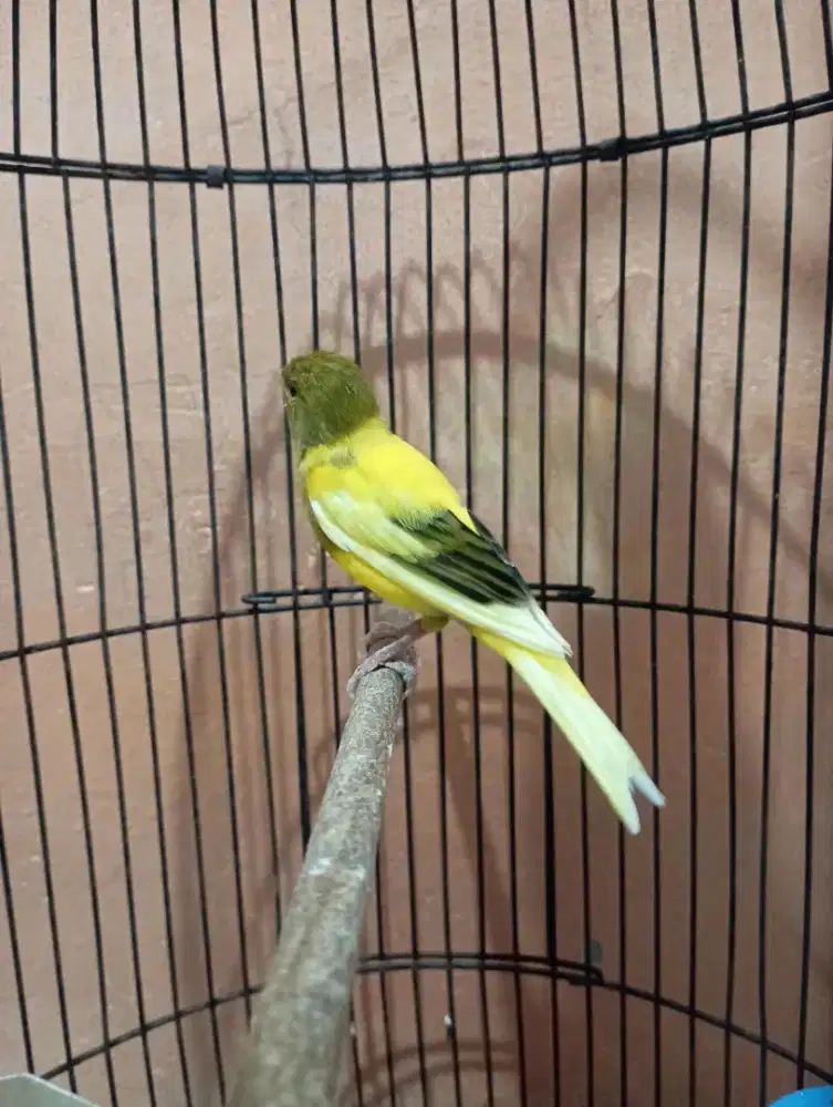 Burung kenari gacor bon simetris