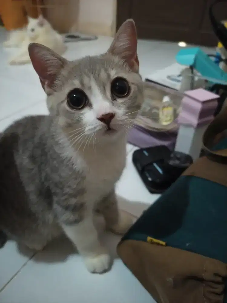 Kucing BSH (British Short Hair) Jantan open Nego