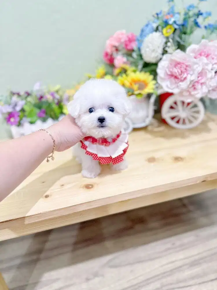Korean mini bichon female super cute face bloodline import korea lucu