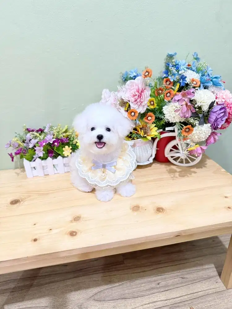 Korean mini bichon female super cute face si muka happy gemesin cakep