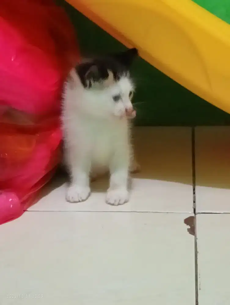 kitten kucing persia