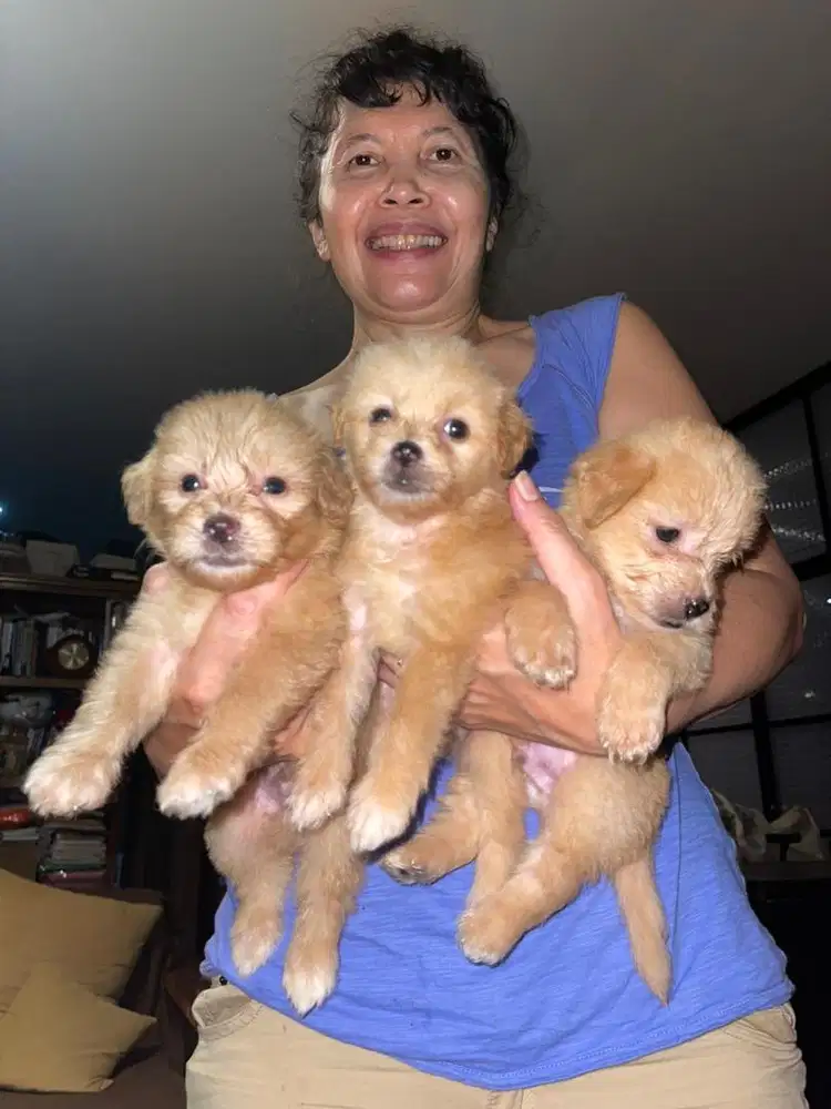 Anak Poddle mix Bischon