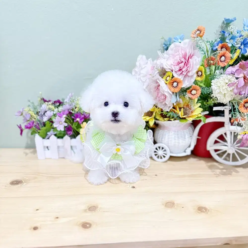 Korean mini bichon male super cute face good quality bloodline import