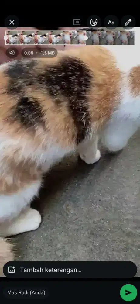 kucing calico jantan exotic shorthair