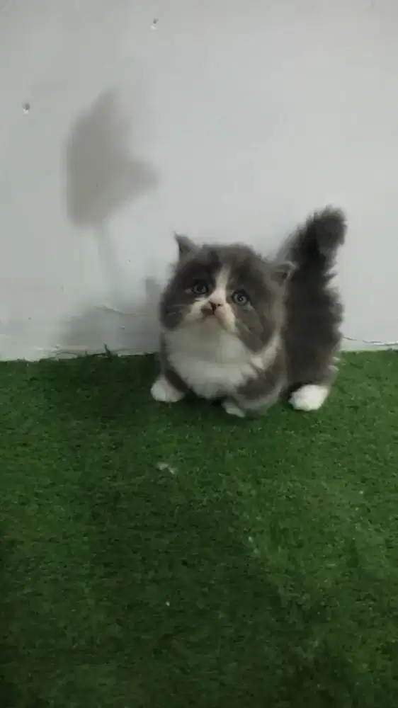 boneka anabul kucing munchkin cebol british longhair