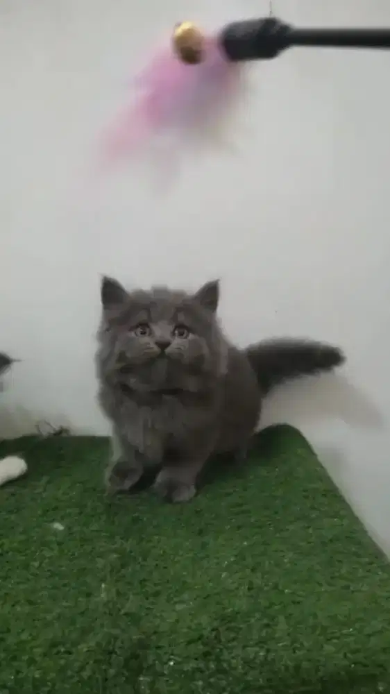 kucing kitten munchkin /cebol ns british longhair  blue solid