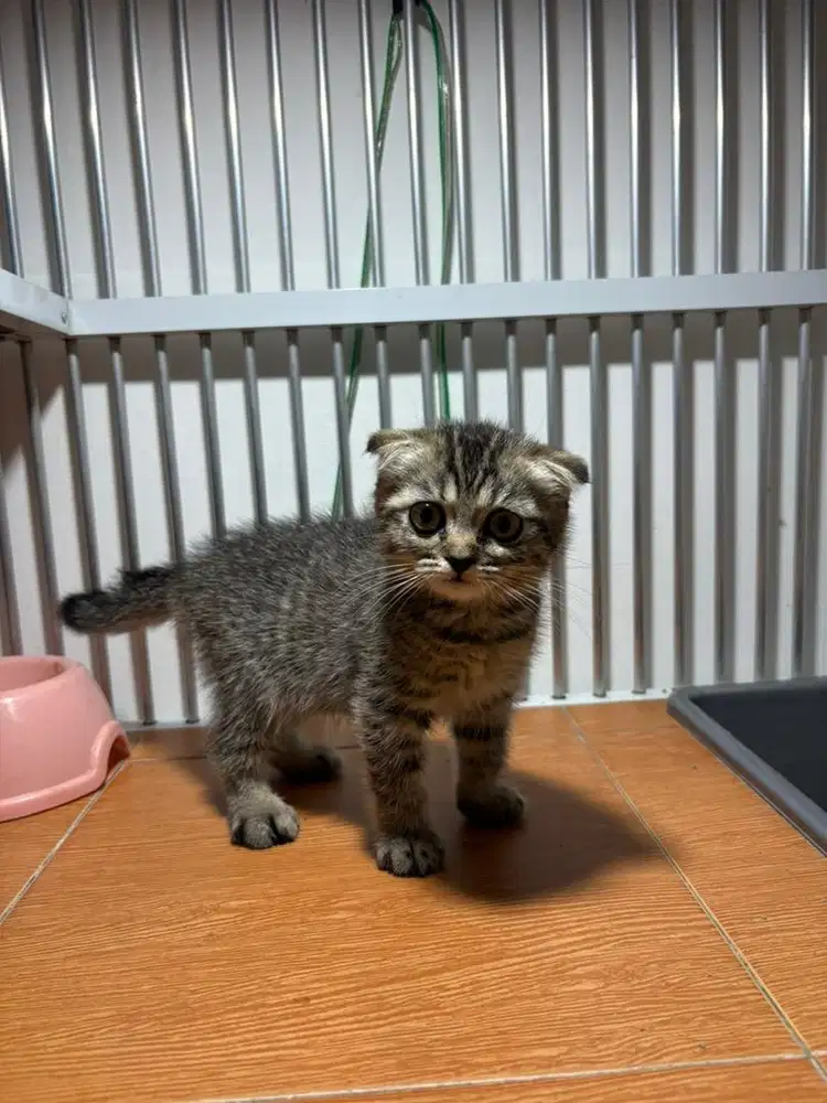 Scotish fold triple Betina