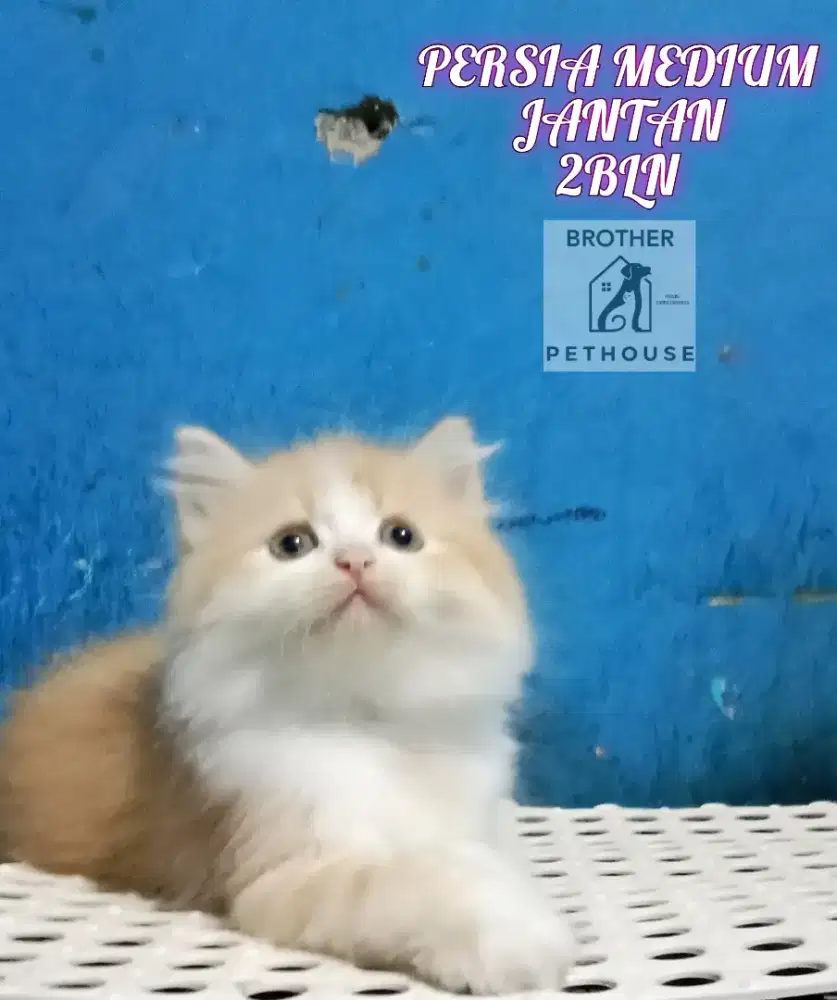PERSIA MEDIUM ,JANTAN 2BLN