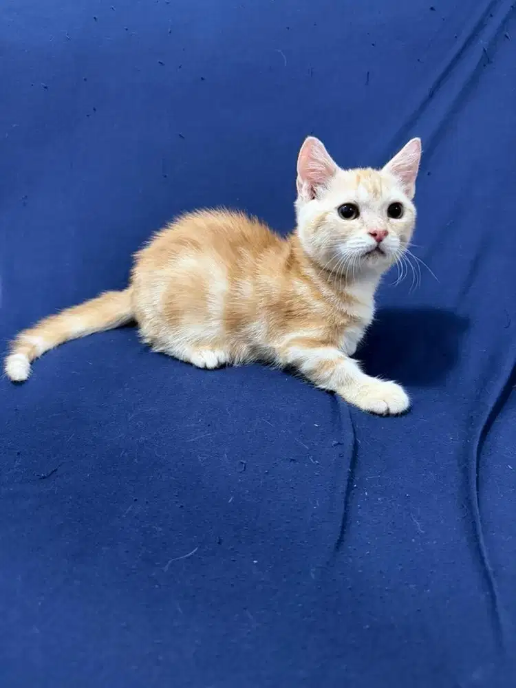 Munchkin Gaelic Kuning Jantan