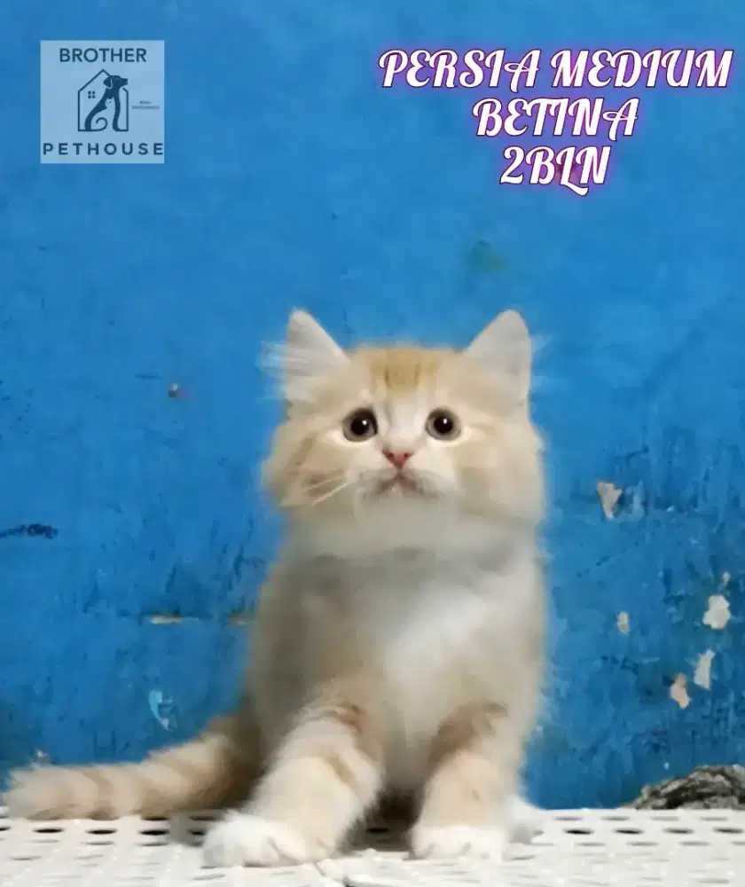 PERSIA MEDIUM ,BETINA 2BLN